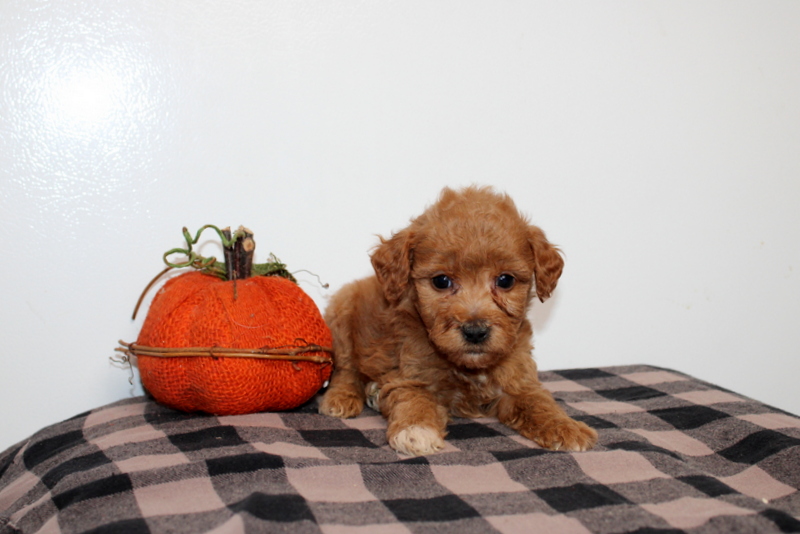 puppy, for, sale, Mini Golden Doodle F2B, Matthew B. Stoltzfus, dog, breeder, Gap, PA, dog-breeder, puppy-for-sale, forsale, nearby, find, puppyfind, locator, puppylocator, aca